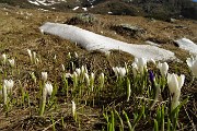 25 Appena la neve si scioglie i crocus spuntano !